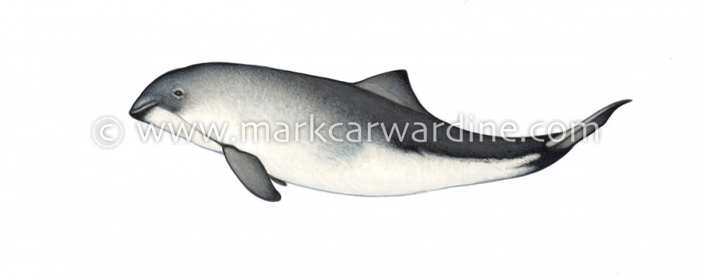 Harbour or harbor porpoise (Phocoena phocoena)