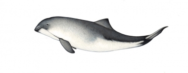 Image of Harbour or harbor porpoise (Phocoena phocoena) - Calf