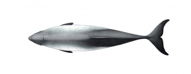 Image of Harbour or harbor porpoise (Phocoena phocoena) - Adult topside