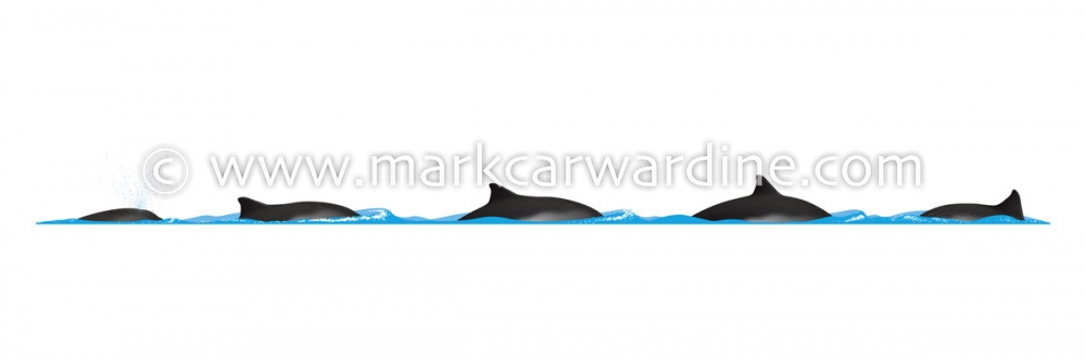 Harbour or harbor porpoise (Phocoena phocoena)