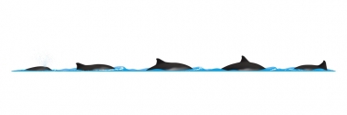 Image of Harbour or harbor porpoise (Phocoena phocoena) - Dive sequence