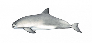 Click to see images of Vaquita (Phocoena sinus)