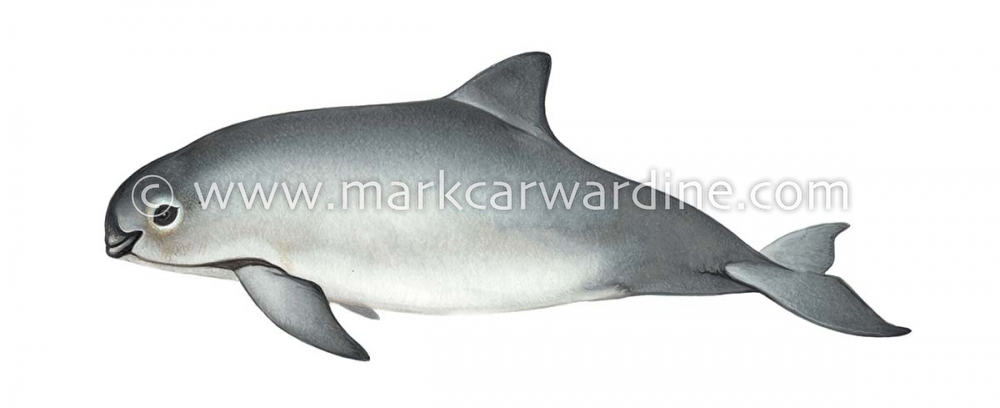 Vaquita (Phocoena sinus)