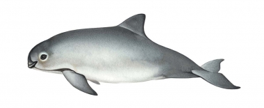 Image of Vaquita (Phocoena sinus) - Calf