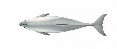 Image of Vaquita (Phocoena sinus) - Adult topside