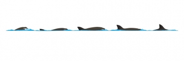 Image of Vaquita (Phocoena sinus) - Dive sequence