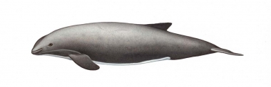 Image of Burmeister’s porpoise (Phocoena spinipinnis) - Adult left side