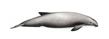 Image of Burmeister’s porpoise (Phocoena spinipinnis) - Adult right side