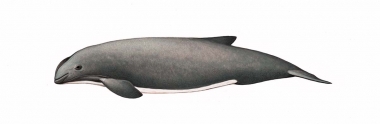 Image of Burmeister’s porpoise (Phocoena spinipinnis) - Calf