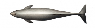 Image of Burmeister’s porpoise (Phocoena spinipinnis) - Adult topside