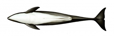 Image of Burmeister’s porpoise (Phocoena spinipinnis) - Adult male underside