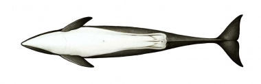 Image of Burmeister’s porpoise (Phocoena spinipinnis) - Adult female underside