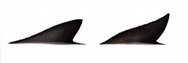 Image of Burmeister’s porpoise (Phocoena spinipinnis) - Adult fin variations