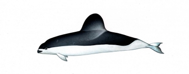 Image of Spectacled porpoise (Phocoena dioptrica) - Adult male