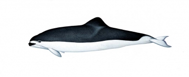 Image of Spectacled porpoise (Phocoena dioptrica) - Adult female