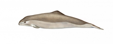 Image of Spectacled porpoise (Phocoena dioptrica) - Calf