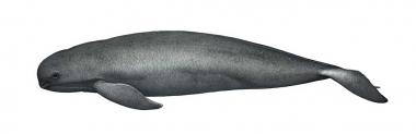 Image of Indo-Pacific finless porpoise (Neophocaena phocaenoides) - Adult