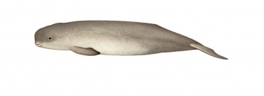 Image of Indo-Pacific finless porpoise (Neophocaena phocaenoides) - Calf