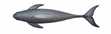 Image of Indo-Pacific finless porpoise (Neophocaena phocaenoides) - Adult topside