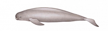 Image of Narrow-ridged finless porpoise (Neophocaena asiaeorientalis) - Adult East Asian