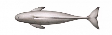 Click to see images of Narrow-ridged finless porpoise (Neophocaena asiaeorientalis)