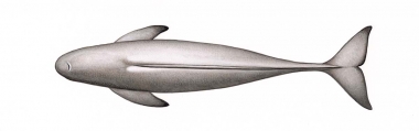 Image of Narrow-ridged finless porpoise (Neophocaena asiaeorientalis) - Adult East Asian