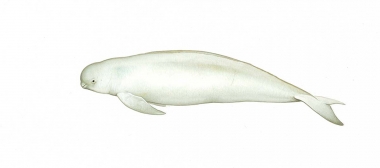 Image of Narrow-ridged finless porpoise (Neophocaena asiaeorientalis) - Adult East Asian Japanese colour morph