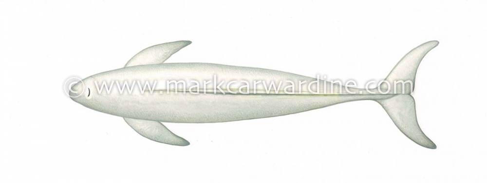 Narrow-ridged finless porpoise (Neophocaena asiaeorientalis)