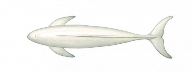 Image of Narrow-ridged finless porpoise (Neophocaena asiaeorientalis) - Adult East Asian Japanese colour morph, topside