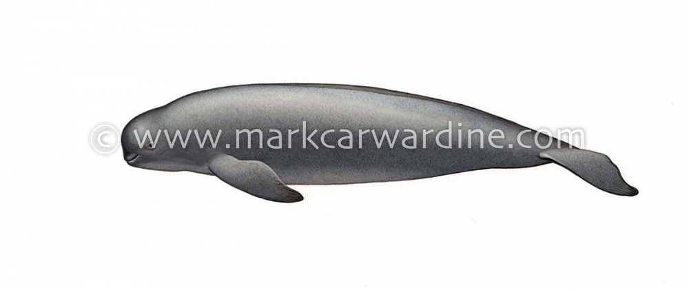 Narrow-ridged finless porpoise (Neophocaena asiaeorientalis)