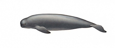 Image of Narrow-ridged finless porpoise (Neophocaena asiaeorientalis) - Adult Yangtze
