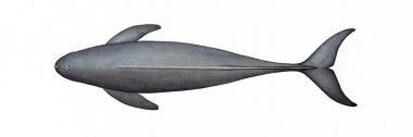 Image of Narrow-ridged finless porpoise (Neophocaena asiaeorientalis) - Adult Yangtze, topside