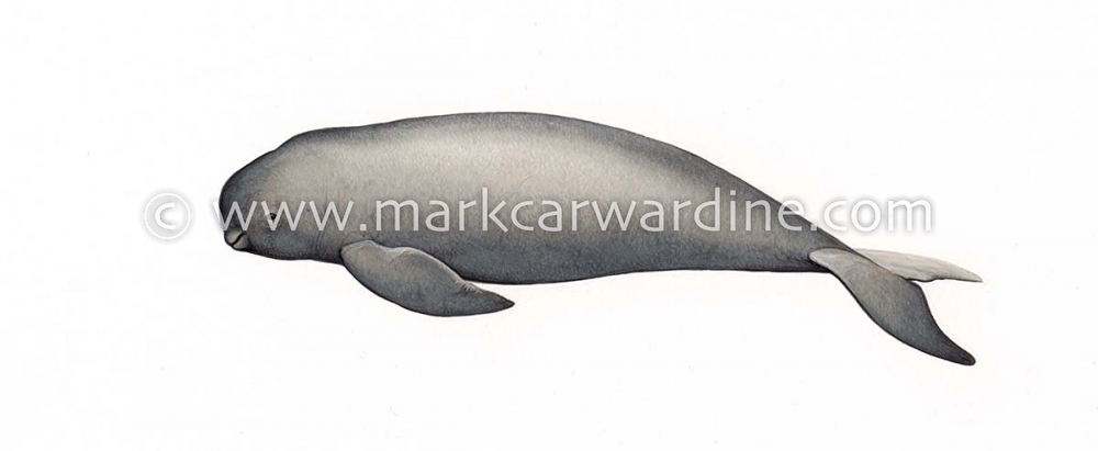 Narrow-ridged finless porpoise (Neophocaena asiaeorientalis)