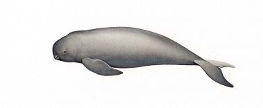 Image of Narrow-ridged finless porpoise (Neophocaena asiaeorientalis) - Calf