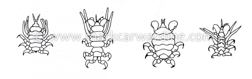 Common Ectoparasites on Cetaceans