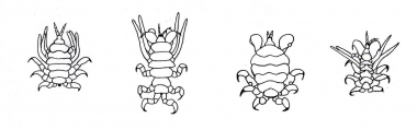 Image of Common Ectoparasites on Cetaceans - Lice all occurring on grey whale; from left to right Cyamus eschrichtii, C. kessleri, C. scammoni, C. ceti  (C. ceti  also occurs on bowhead whale)