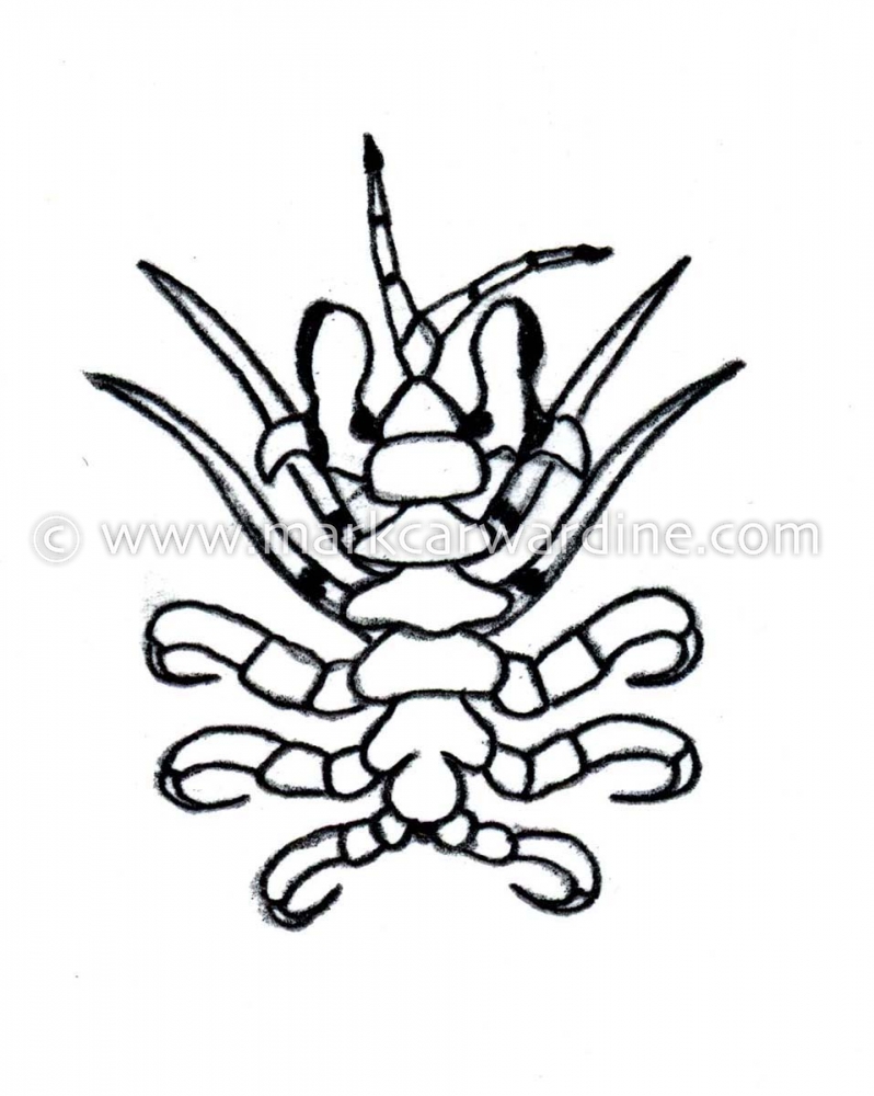 Common Ectoparasites on Cetaceans