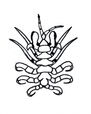 Image of Common Ectoparasites on Cetaceans - Whale louse (Cyamus boopis), which occurs on humpback whale; also recorded on single southern right whale in Brazil