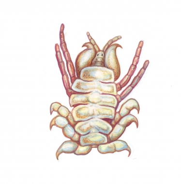 Image of Little grey louse (Cyamus kessleri) - Little grey louse (Cyamus kessleri), occurring only on grey whale